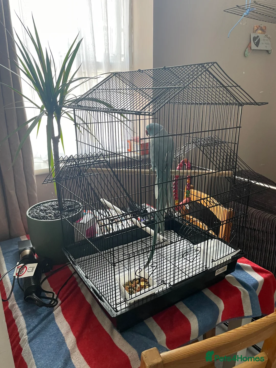Parakeets birds for sale: Indian ring neck male - Advert 5