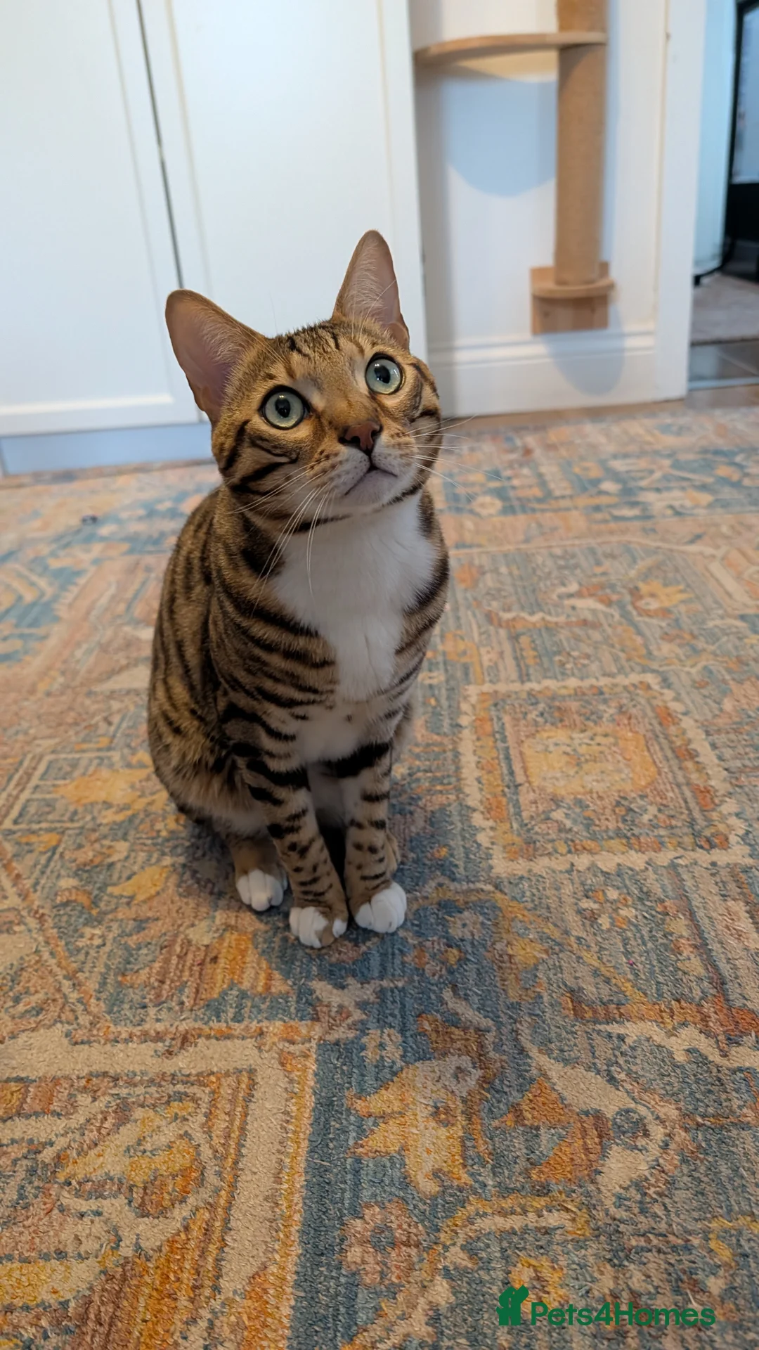 Bengal cats for sale: Adorable Bengal male for sale  - Advert 1