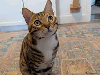 Bengal cats Adorable Bengal male for sale - Advert 18