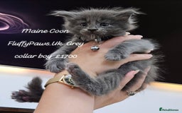 Maine Coon cats for sale: Maine Coons FluffyPaws.Uk  - Image 10