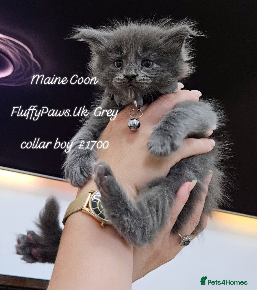 Maine Coon cats for sale: Maine Coons FluffyPaws.Uk  - Image 10