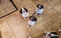 English Springer Spaniel dogs for sale: English springer spaniel puppies  - Image 24