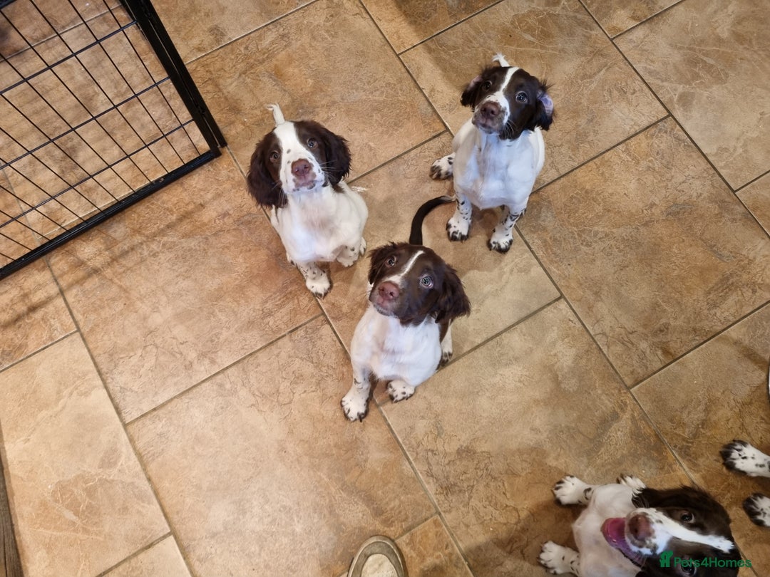 English Springer Spaniel dogs for sale: English springer spaniel puppies  - Image 24