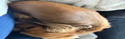 Miniature Dachshund dogs for sale: Female Miniature Dachshund  - Advert 2