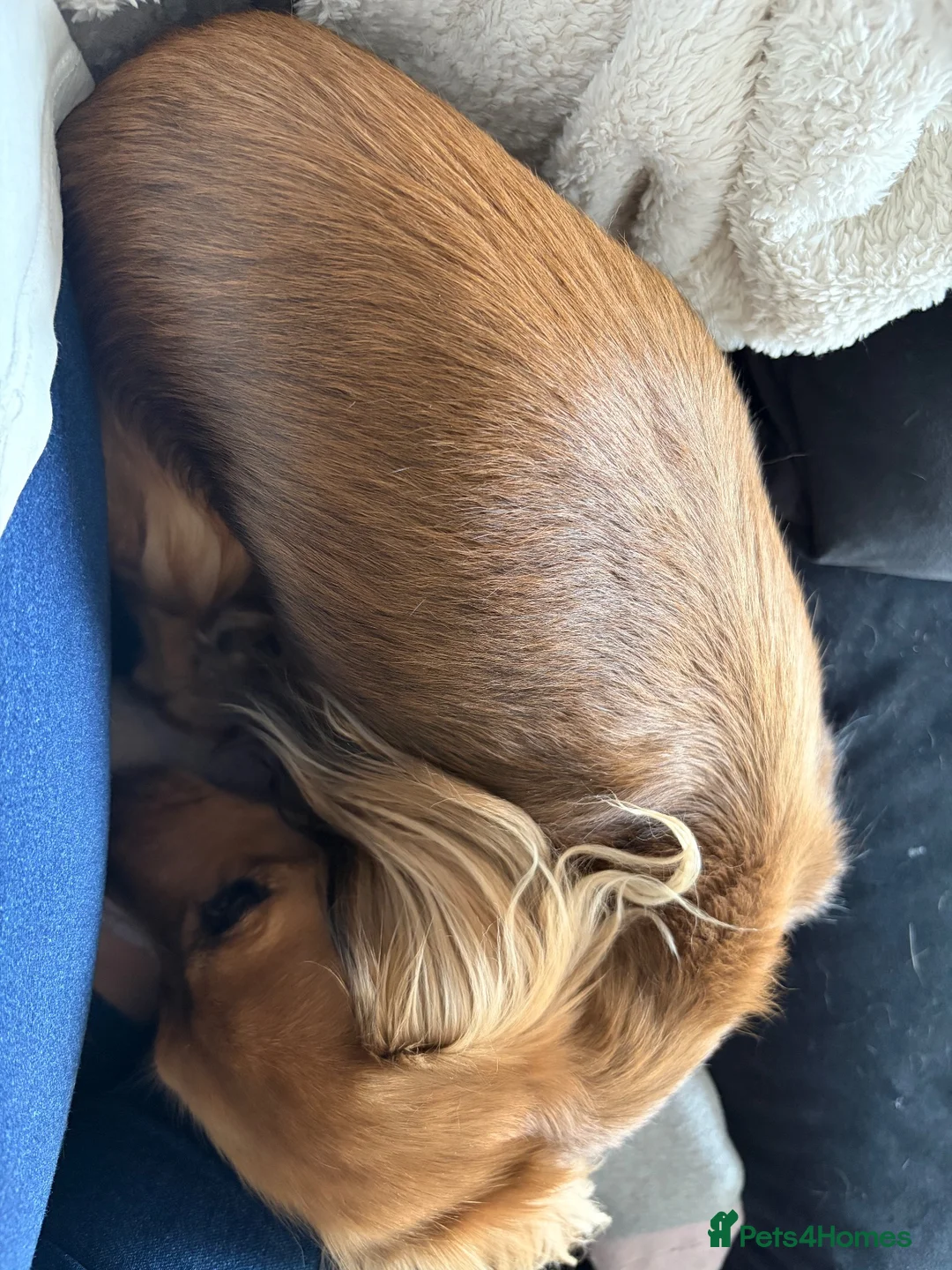 Miniature Dachshund dogs for sale: Female Miniature Dachshund  - Advert 2