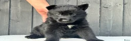 German Shepherd dogs for sale: STUNNING GERMAN SHEPHERD PUPPIES !!!!!!!! in Ilford - Advert 10