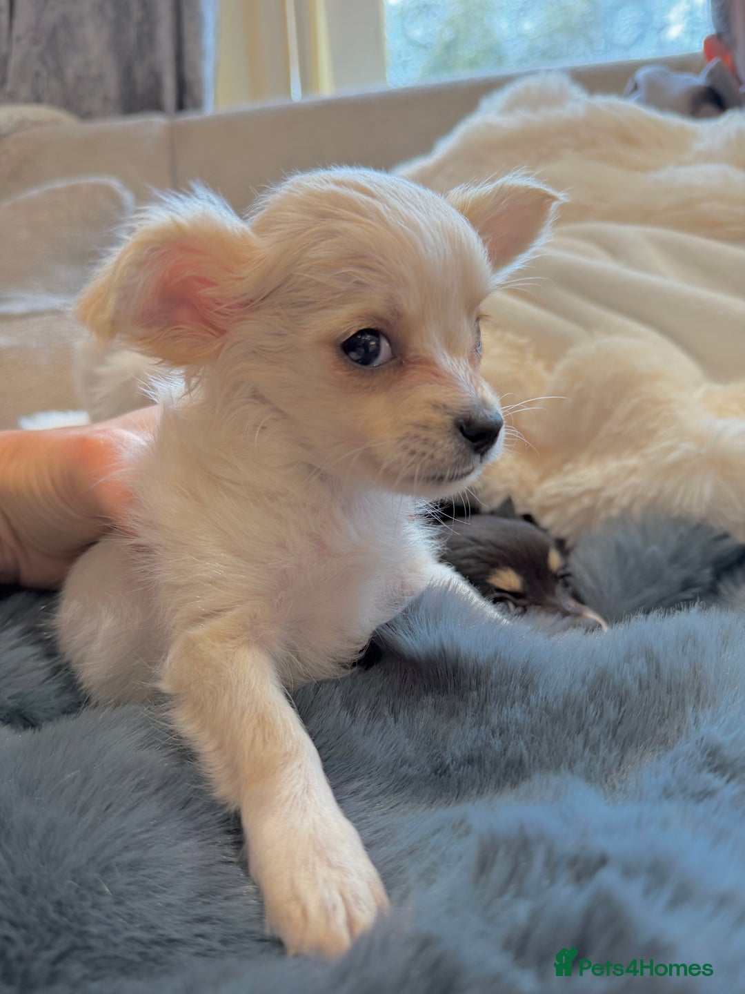 Chihuahua dogs for sale: Small Beautiful Chihuahua Puppies  - Image 9