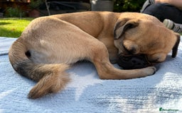 Mixed Breed dogs for sale: Jug for sale - Image 2