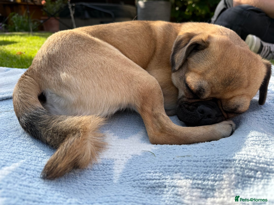 Mixed Breed dogs for sale: Jug for sale - Image 2
