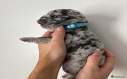 French Bulldog dogs for sale: French bulldog pedigree litter - Image 4