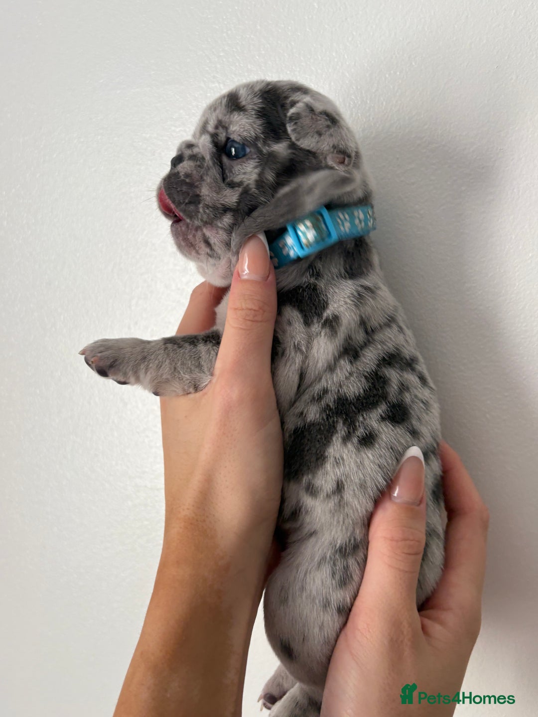 French Bulldog dogs for sale: French bulldog pedigree litter - Image 4