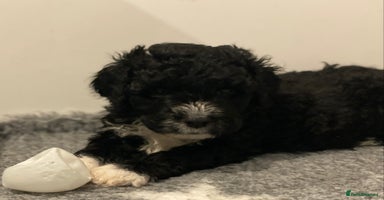 Portuguese Water Dog dogs - Advert 13