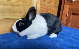 Dutch rabbits for sale: Female Dutch Rabbit - Image 2