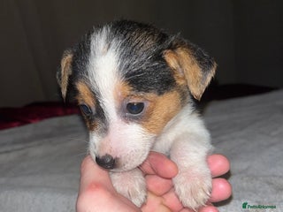 Jack Russell dogs for sale - Advert 1