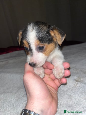 Jack Russell dogs - Advert 4