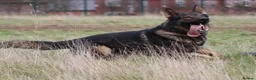 German Shepherd dogs for sale: KC REG GERMAN SHEPHERD PUPPIES FOR SALE  - Advert 5
