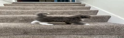 Ragdoll cats for sale: Ragdoll x British Longhair Kittens - Ready 2nd Oct in Saint Leonards-on-sea - Advert 7