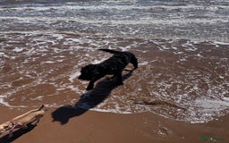 Labradoodle dogs for sale: Very lovely boy Bear 🐻  - Image 5