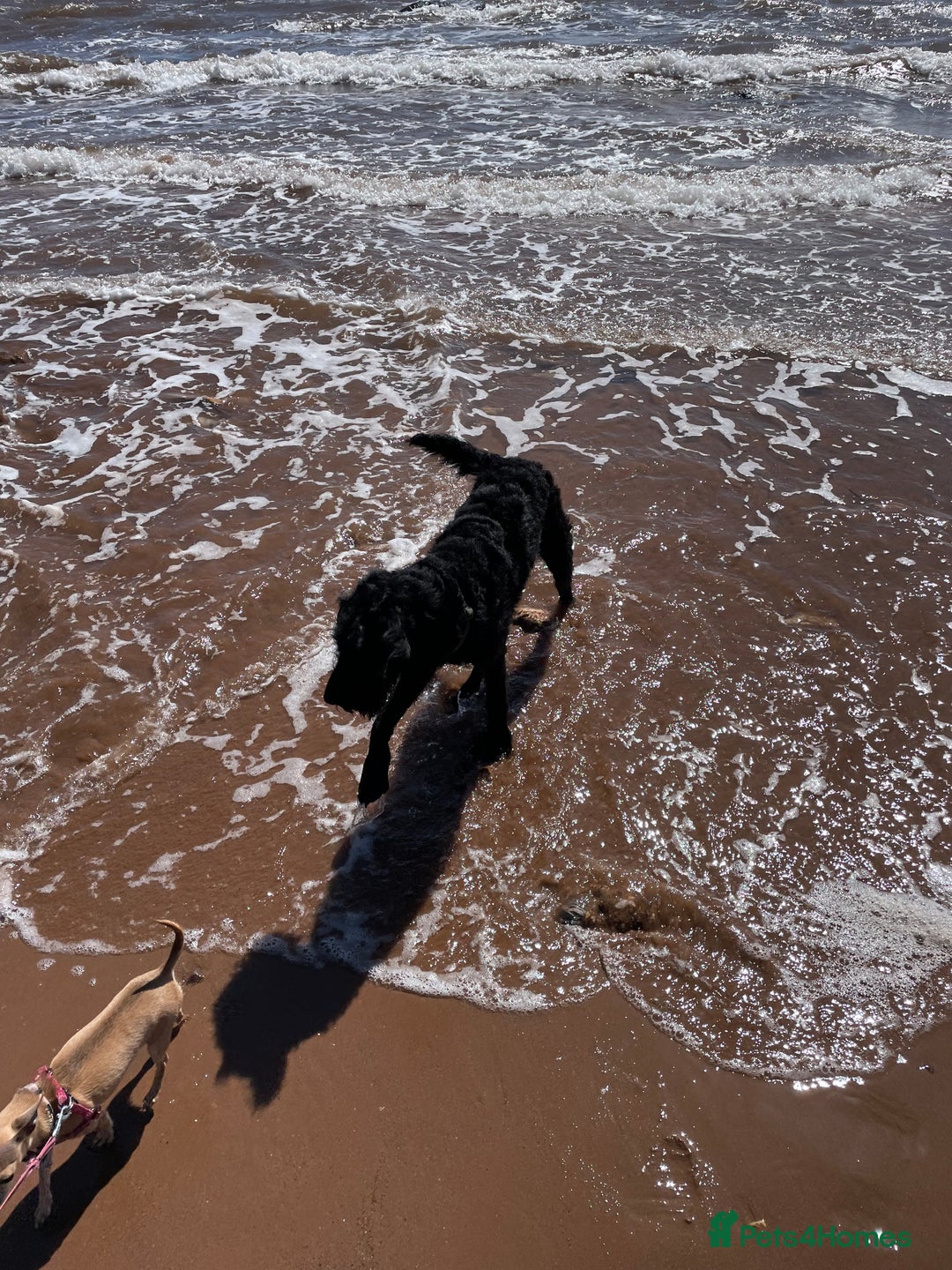 Labradoodle dogs for sale: Very lovely boy Bear 🐻  - Image 5