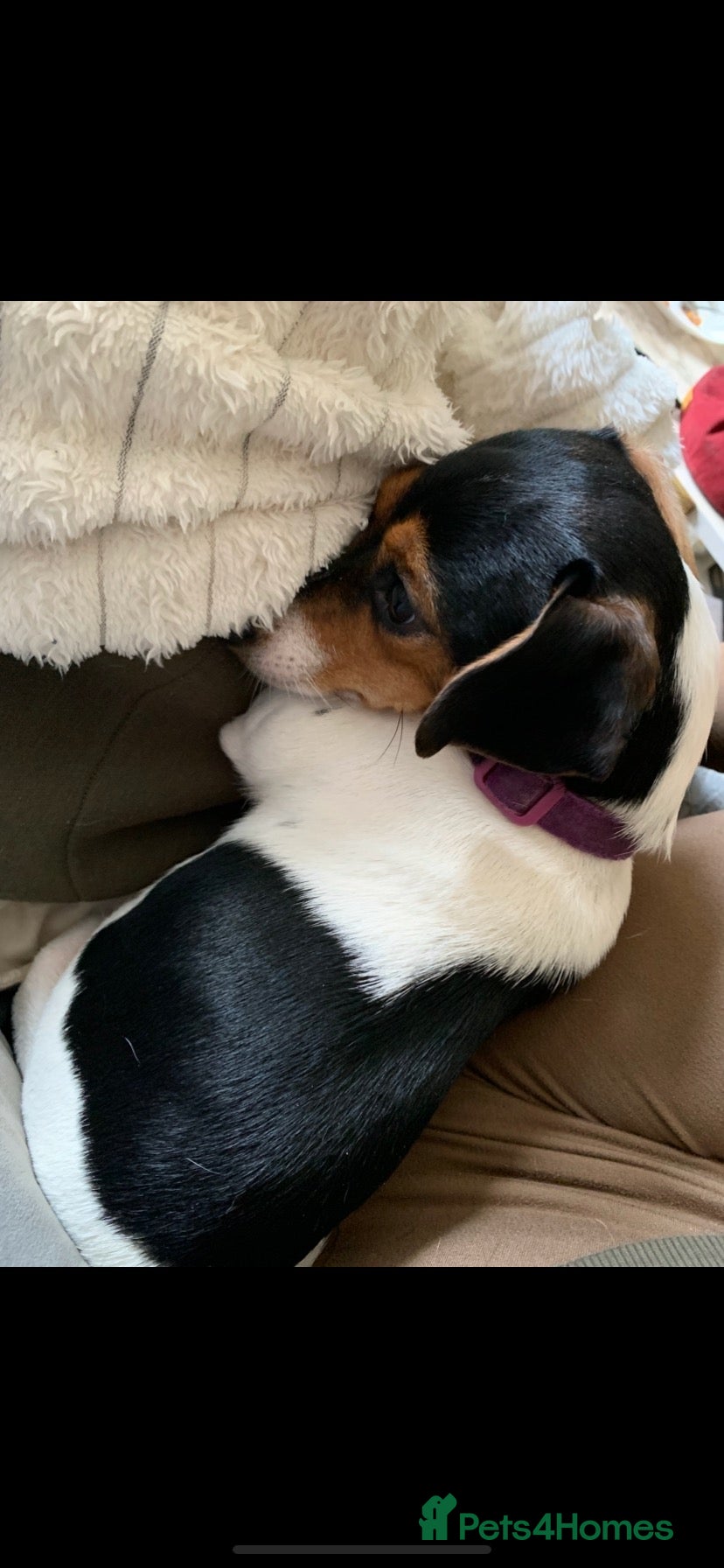 Jack Russell dogs Jack Russel blue merle - Advert 2