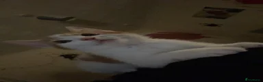 Tango 