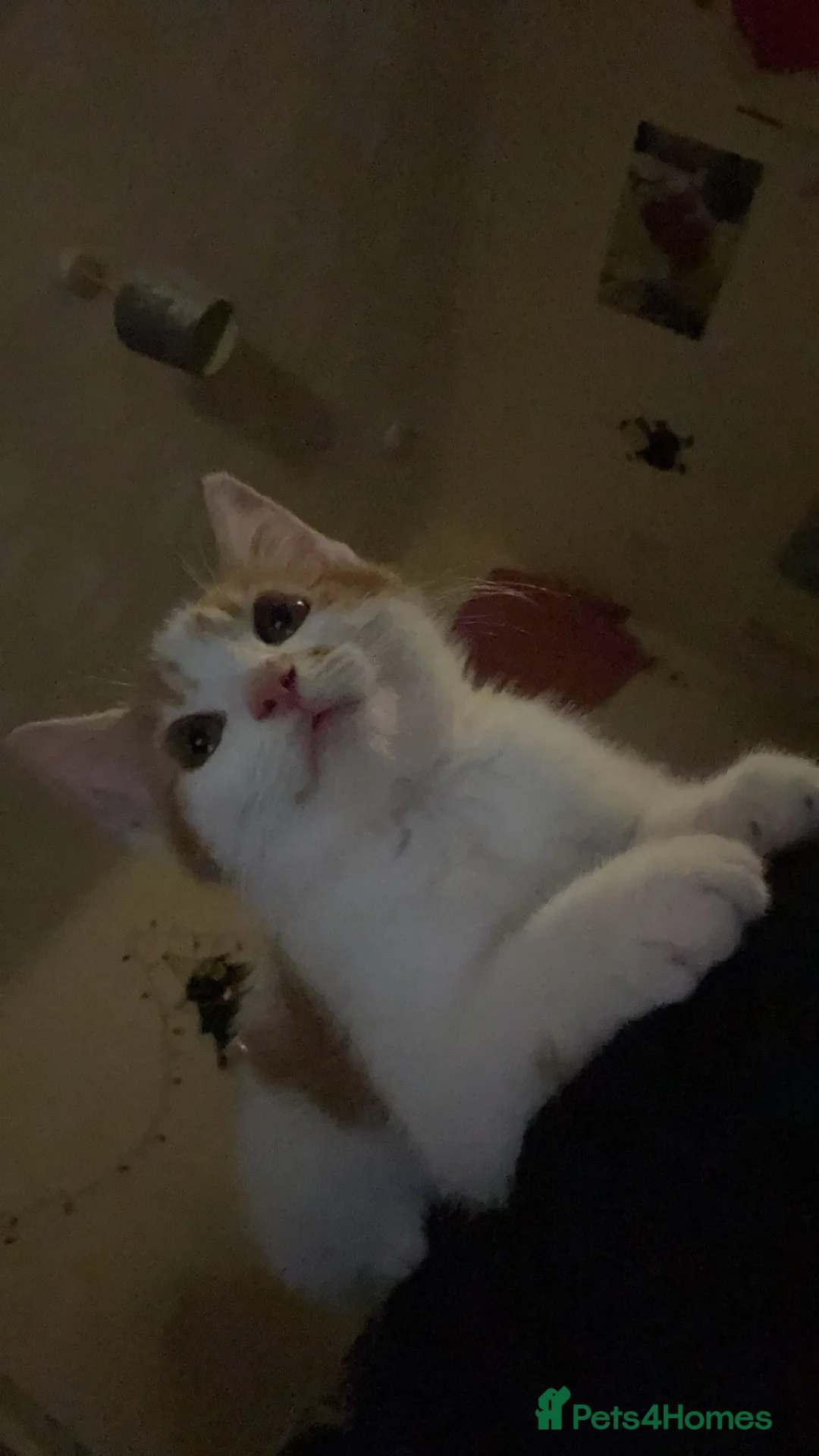 Mixed Breed cats for sale: Tango - Advert 7