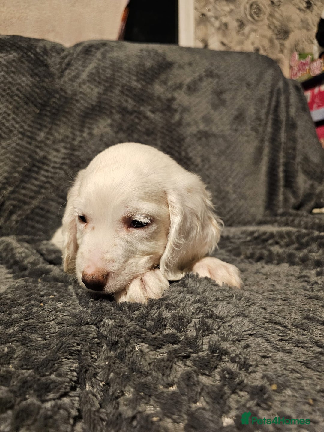 Cocker Spaniel dogs for sale: Cocker spaniels puppy's  - Advert 21