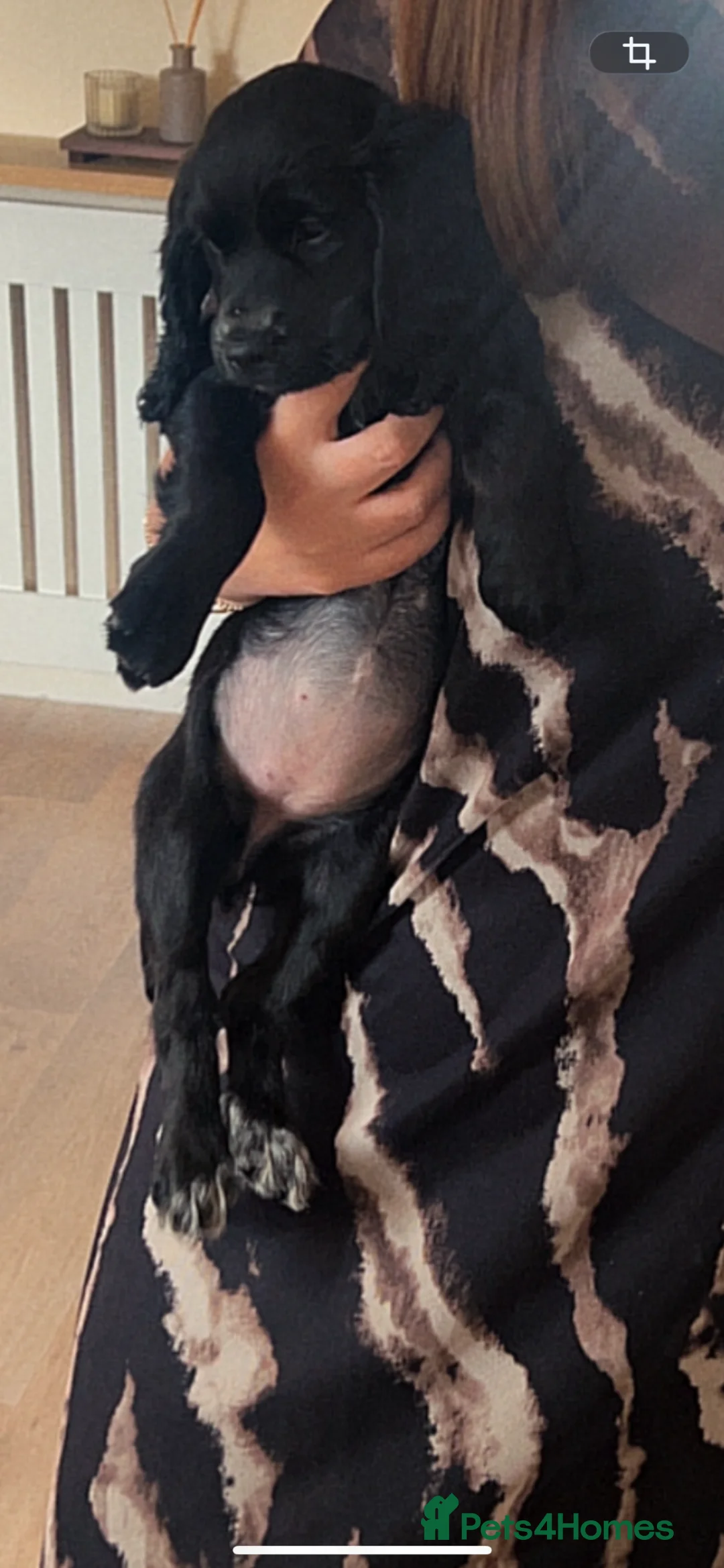 Cocker Spaniel dogs for sale: Cocker spaniel female pup in Tredegar - Advert 2