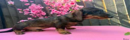 Dachshund dogs for sale: 2 tekles for sale brother and sister £1100 ONO - Advert 16