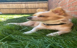 Chihuahua dogs for sale: Loyal Chihuahua Pair Seeking Loving Home - Image 3