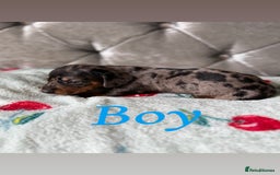 Miniature Dachshund dogs for sale: Adorable Miniature Dachshund Puppies for Sale! ❤️ - Image 8