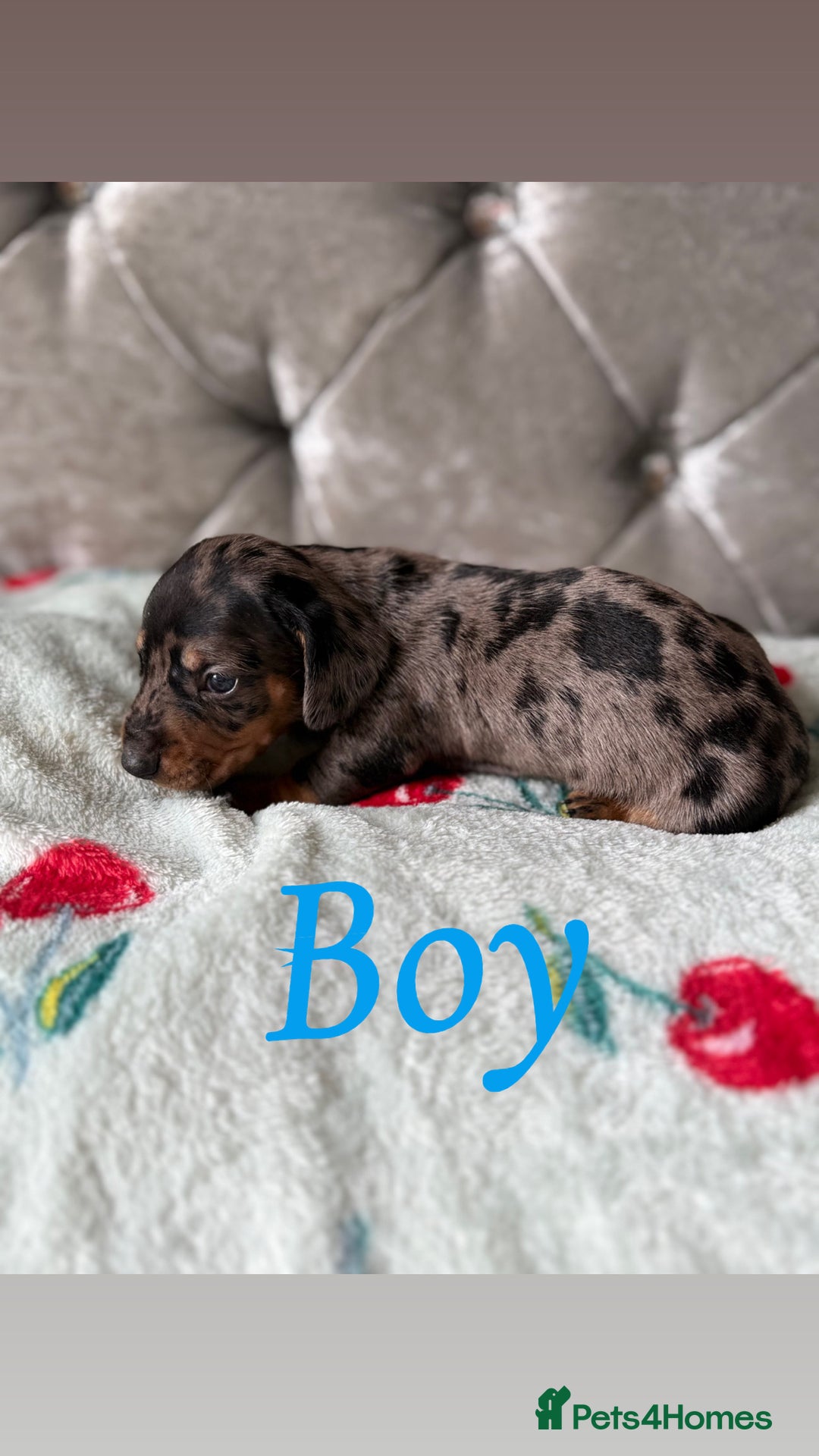 Miniature Dachshund dogs for sale: Adorable Miniature Dachshund Puppies for Sale! ❤️ - Image 8