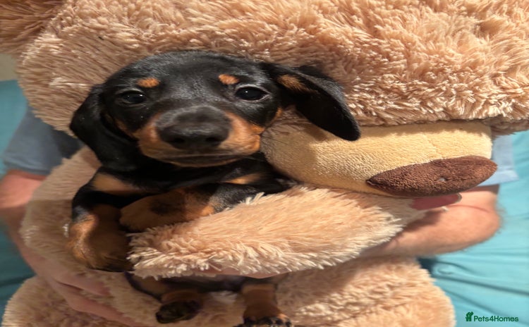 Dachshund dogs - Advert 2