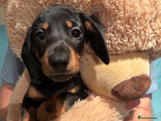 Dachshund dogs - Advert 15