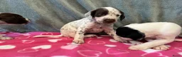 German Shorthaired Pointer dogs for sale: 6 beautiful German short haired pointer puppies  - Advert 6