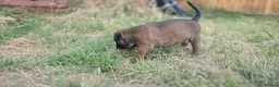 Boxer dogs for sale: Kc boxers - boy and girl are looking for 🏡 - Advert 3