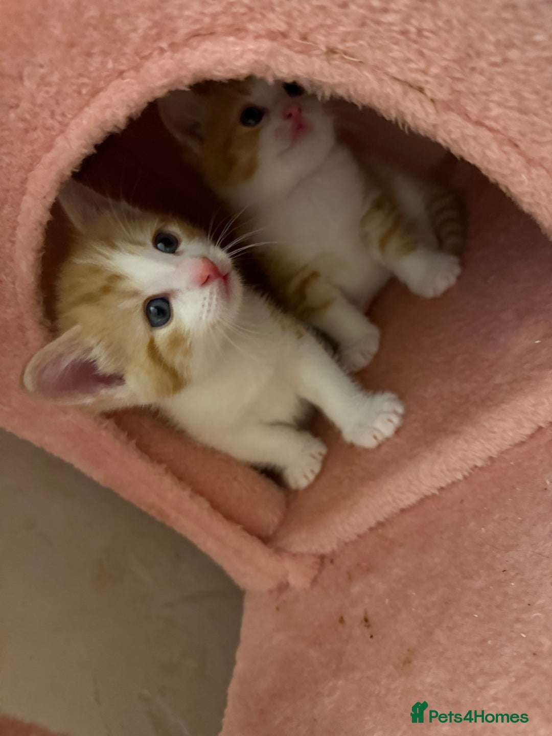 Mixed Breed cats for sale: 4 beautiful kitty’s for sale  - Advert 9