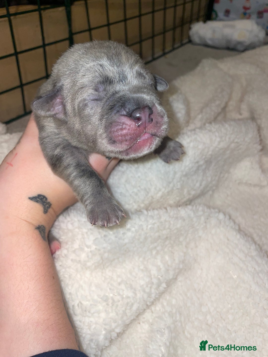 Cane Corso dogs for sale: Harlequin cane corso x pedigree cane corso puppies - Advert 20