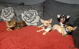 Chihuahua dogs for sale: Chihuahua for sale - Image 5