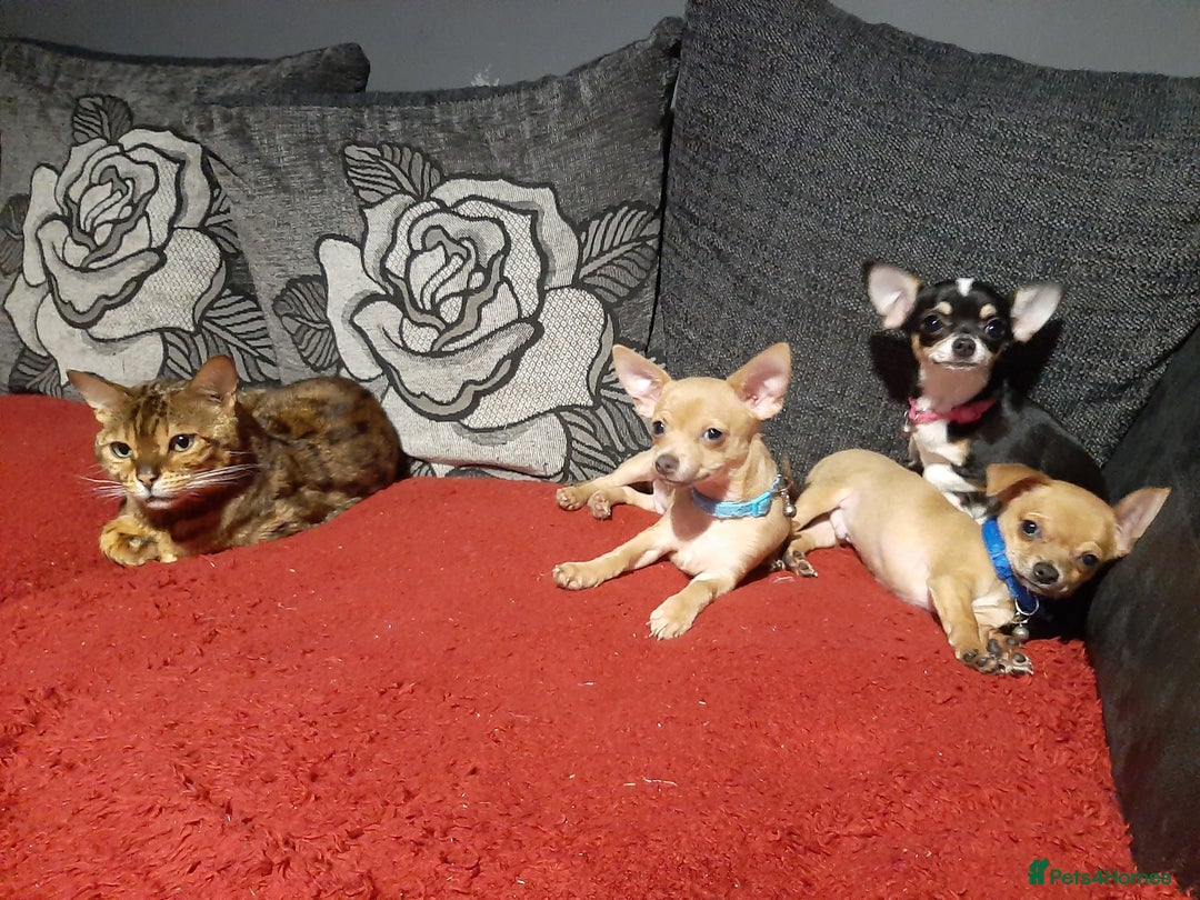 Chihuahua dogs for sale: Chihuahua for sale - Image 5