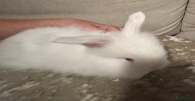 Angora rabbits - Advert 2