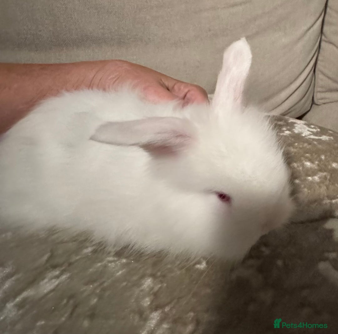 Angora rabbits for sale: 2 angora does for sale to loving home  - Image 2