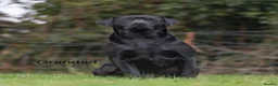 Labrador Retriever dogs for sale: KC Reg Labrador Retriever Puppies Health Tested in Melton Mowbray - Advert 6