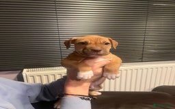 Mixed Breed dogs for sale: Boxer/Staff/Cane Corso Puppies for Sale - Advert 4