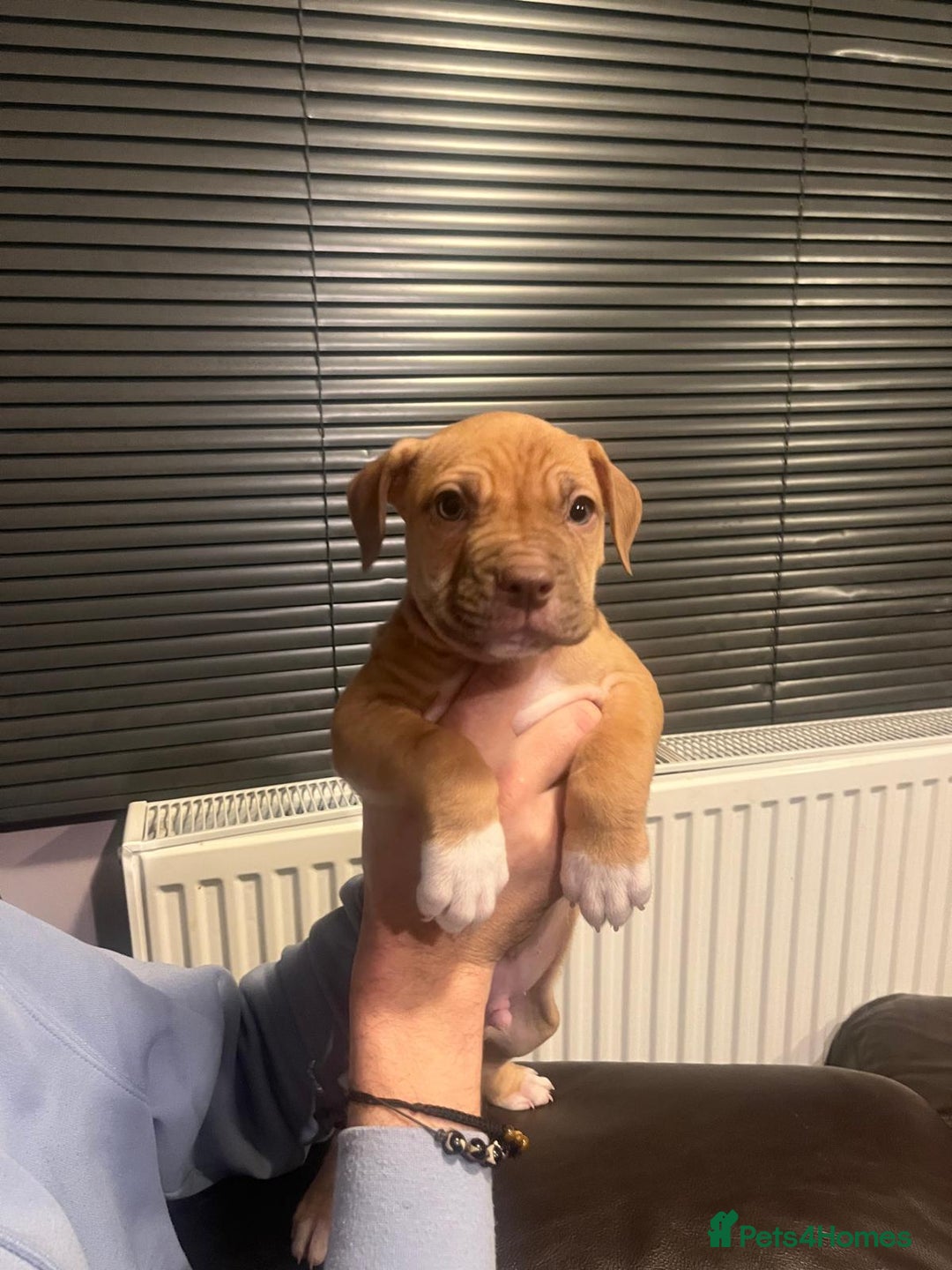 Mixed Breed dogs for sale: Boxer/Staff/Cane Corso Puppies for Sale - Advert 4