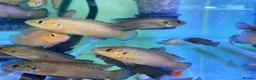 Cichlids fish for sale: Turkana jewel cichlids  - Advert 8
