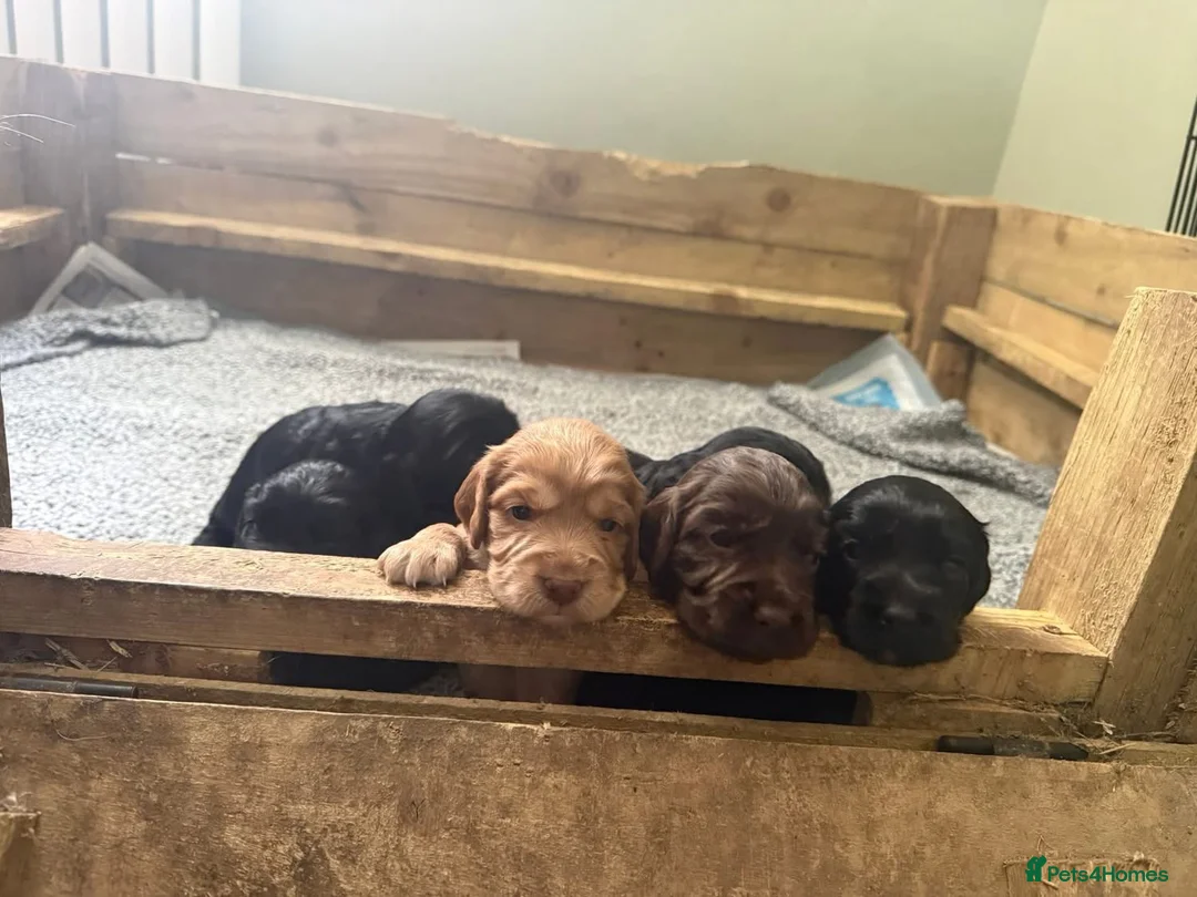 Cocker Spaniel dogs for sale: cocker spaniel puppy’s  - Advert 2