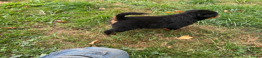 Rottweiler Puppy 1