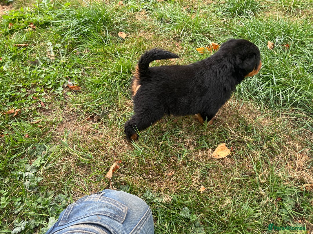 Rottweiler dogs for sale: Rottweiler pups  - Image 2