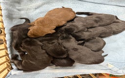 Labrador Retriever dogs for sale: Stunning Labrador Puppies - Image 4